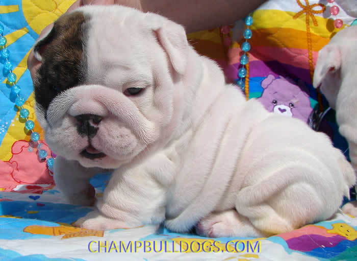 English bulldog puppies for sale